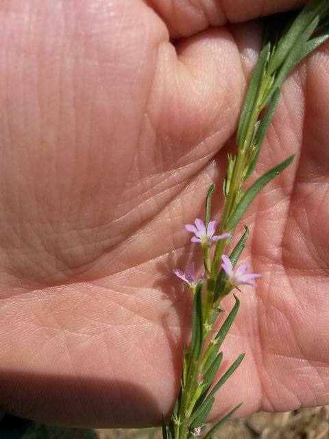 Lythrum hyssopifolia (Lythraceae)
